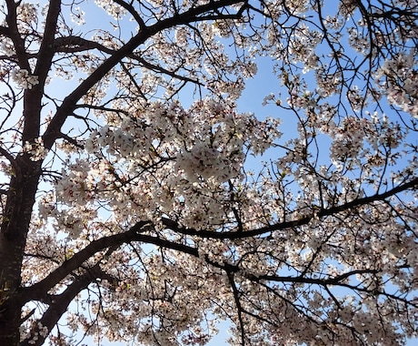 紫微斗数と吉方位で心軽やかにします ☆迷いを整理して前向きな一歩を。 イメージ1