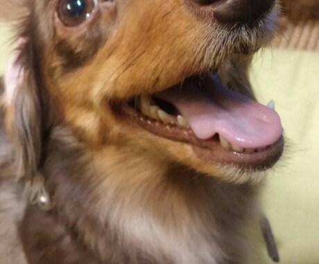 愛犬のしつけでお悩みでしたらアドバイスします 愛犬のしつけにお悩みではありませんか？ イメージ2