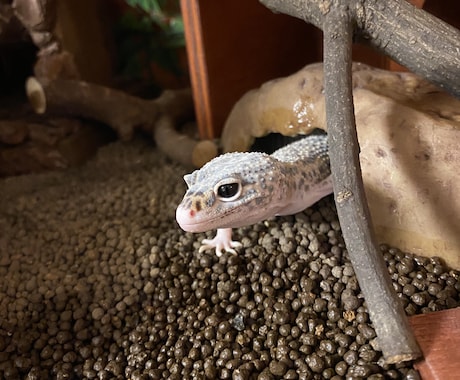 初心者向けトカゲの飼い方・触れ合い方を教えます 学校で専門教育を受けた私が教えます。 イメージ1