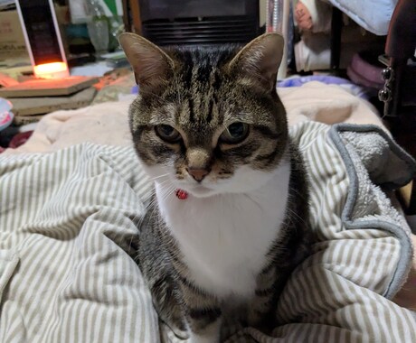 あなたの愛猫の気持ちを伝えます 猫ちゃんと幸せに暮らしましょう。 イメージ1