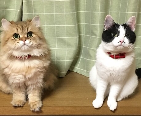 大切なペットの写真をゆるいイラストにします 一枚一枚丁寧に可愛く描きたいと思っています！ イメージ2
