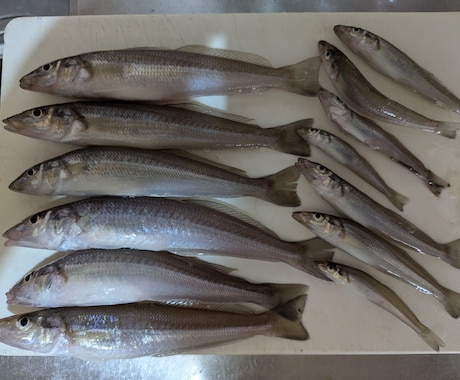 初めて釣りをされたい方、丁寧に教えます まずは気軽に初めてみませんか？ イメージ1