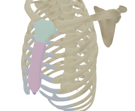 解剖学用の3Dブレンダー教材購入できます 解剖学を3Dでわかりやすく教えたい方　発信したい方 イメージ2