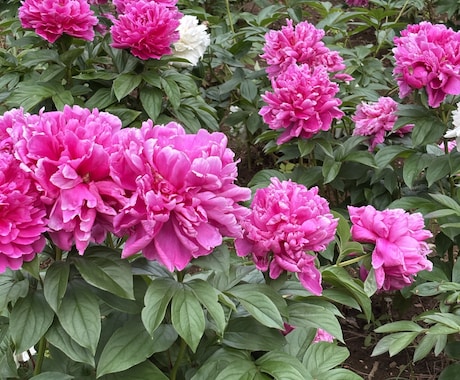 花からのメッセージみます 花からのメッセージ豊かさと本来の美しさへ イメージ2