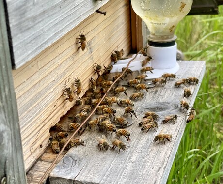 養蜂に挑戦したい！！西洋蜜蜂☆自然養蜂教えます 養蜂の始め方、副業にしたい方、蜜蜂や蜂蜜が好きな方☆ イメージ2