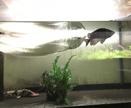 熱帯魚を始めたい方、サポートいたします 熱帯魚、海水魚飼育歴15年のナースマンです。 イメージ2