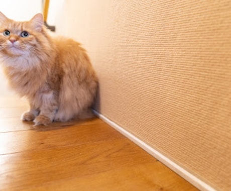 猫用商品撮影｜売れる広告写真撮影します プロ歴18年×猫歴20匹で高品質撮影 イメージ2