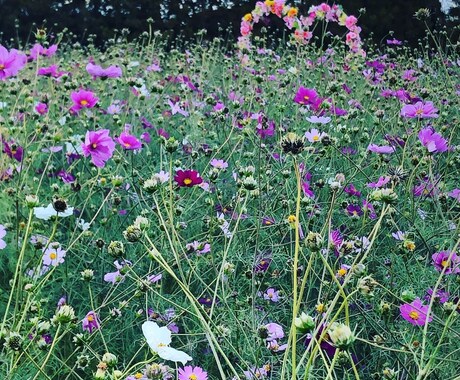 ライン感覚で何でも気軽にお話し聞きます 寂しい時や、誰かと何か話したい時、あなたの心に寄り添います イメージ1