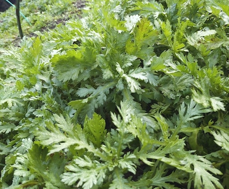 家庭菜園、畑、植木のご相談承ります 野菜、植木農家の経験を活かしサポートします。 イメージ1