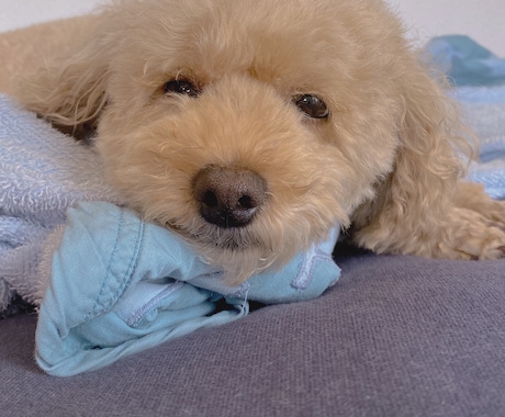 飼っているペットちゃんから一言もらいます 大切な家族のペットちゃんからの言葉をお伝えします！ イメージ1