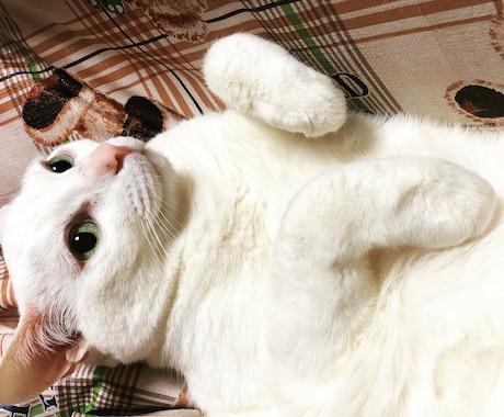 ペットロスで苦しむ方へ。カウンセリングします 1日5回までのやりとりで5日間、心を整えていきましょう イメージ2