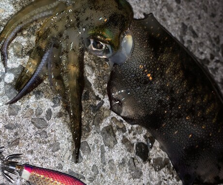 狙った魚つらせます 瀬戸内海を制すために必要な3つのこと イメージ1