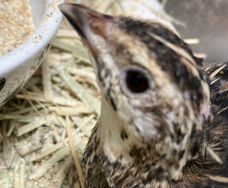 愛玩動物飼養管理士資格保持者が相談乗ります 飼いたいけど飼い方がわからないなどの相談に乗ります イメージ2
