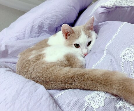 猫ちゃんのお悩みお応えします 猫ちゃんのお悩みご相談ください！ イメージ1