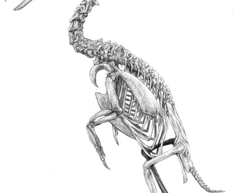 リアルな生物のイラストを作成いたします マニアックな生き物のイラストでグッズ作成や論文等の挿絵に！ イメージ2