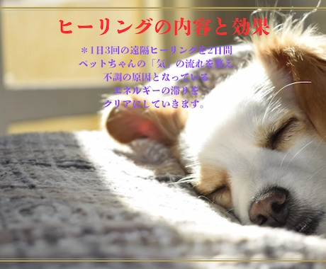 シニア犬、猫の不調ケアやさしい遠隔ヒーリングします 元氣がないペットに"氣"のサポート「エネルギーヒーリング」 イメージ2
