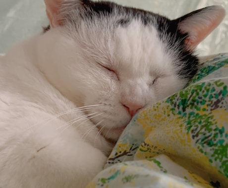 動物さんの気持ち　カード引きます 加えて飼い主さまの状態や私の感じるメッセージもお伝えできます イメージ2
