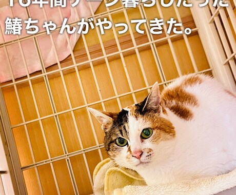 猫に関する相談を動物保護団体代表がお伺い致します 何でもお気軽にお話してくださいね！ イメージ2