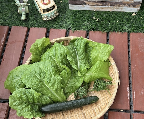 家庭菜園(プランター)の楽しみ方、料理教えます ベランダ菜園5年目。年間10-20種類育て楽しんでます。 イメージ1