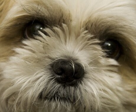 上手な犬のしつけ方　（あなたが愛犬ともっと幸せな暮らしをするために...） イメージ1