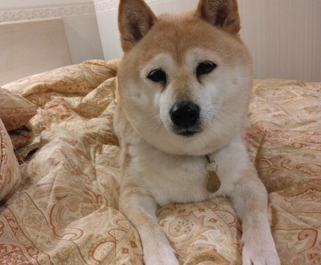 ルーン占い｜今日の流れと愛犬の関係を整えます 愛犬との関係と今日の流れをルーンでやさしく読み解きます イメージ1