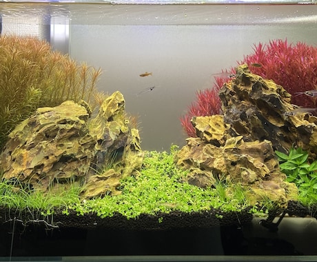 初心者でも失敗しない水槽作りをサポートします 「何から始めればいいかわからない」を一緒に解決します イメージ1