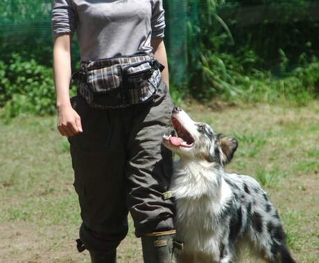 訓練歴40年の引退訓練士が何でもお答えします 愛犬の問題行動すべて理由があります イメージ1
