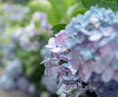 貴方が欲しいおしゃしん、お渡しします 風景画や植物の写真、ご要望のお写真をお渡しします！！ イメージ2