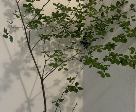 植物全般診断致します 植物の不調に直ぐにアプローチします！ イメージ1