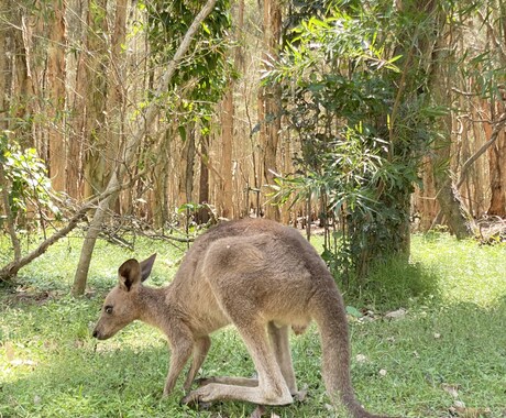 オーストラリアの親子留学の質問受付けます 親子留学経験者で永住者のアドバイスです イメージ1