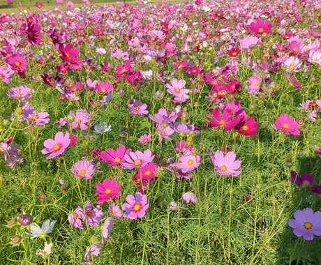 突然の不登校!不安いっぱいのお母さんお話し伺います ショック！大混乱！>⁠.⁠<　から「ま、しょうがないか〜」へ イメージ2