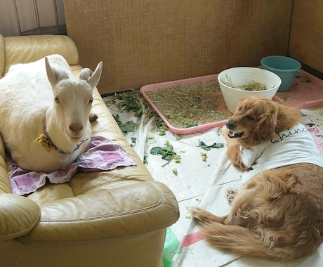 アニマルコミュニケーションで安心をお届けします 動物たちの小さな声を「心のスピーカー」で受け取りませんか？ イメージ2