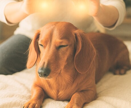 大切なペットの悩みを貴方の想いと共に癒します 遠隔ヒーリング整体で愛するペットを元気に！先ずは一度体験を。 イメージ1