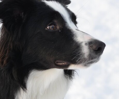 ドッグトレーナーが犬のしつけなどの記事を執筆します アフィリエイトやペット系サイトを運営する方へ イメージ1