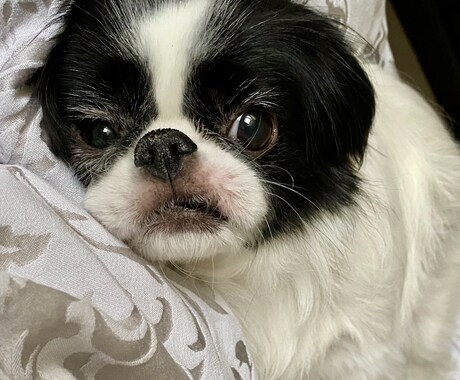 ２回目以降のペットのお悩みこちらから承ります ～お話されることで飼い主さまの心が少しでも和らぎますように～ イメージ1