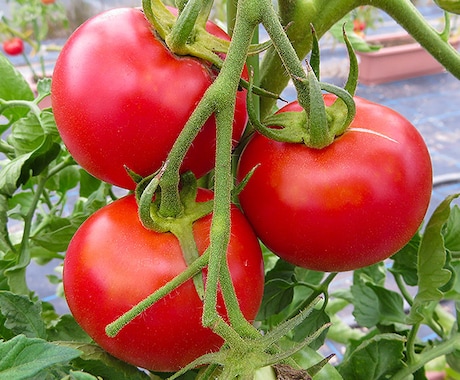 トマトの育て方のご相談受けさせてもらいます どうやって育てたらいいのか、美味しいトマトを作るコツ教えます イメージ2