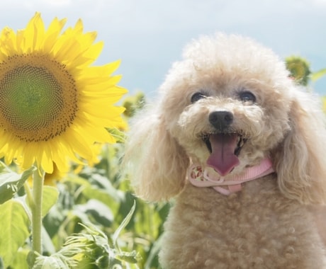 あなたの【今の現状】【心に寄り添う花】を伝えます フラワーセラピー＊【自分】を知りたい方、【花】好きな方へ。 イメージ1