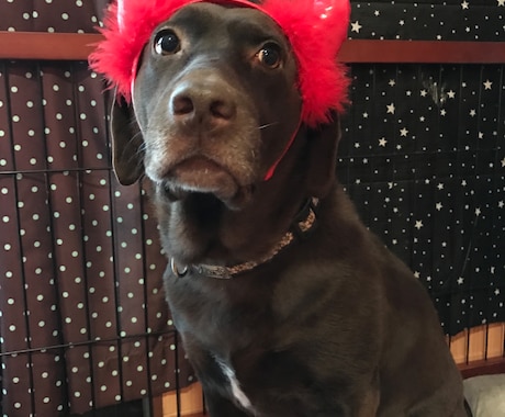 飼い犬の事で困っている方相談にのります 犬の飼い方や世話などで悩んでいる方 イメージ2