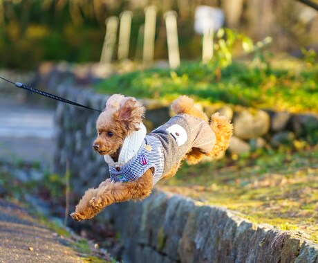 自然体ペット撮影します 大切な家族の今を写真に残します。 イメージ1