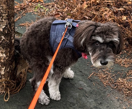 愛犬・猫をミニチュアフィギュアにします 3Dプリンターで愛犬・猫をミニチュアフィギュアにします イメージ2