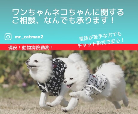 現役動物病院勤務！犬猫の病気しつけ何でも相談ます ワンちゃんネコちゃんの知識・相談困っている事気軽に質問を！ イメージ1