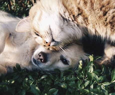 4月限定モニター価格☆ペットヒーリングを致します 浄化、プロテクション、結界、ヒーリング致します イメージ1