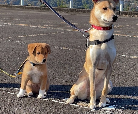 懐かない野犬(保護犬)が家族になるサポートをします (水族館で多くの野生動物経験を、野犬のしつけに活用) イメージ1