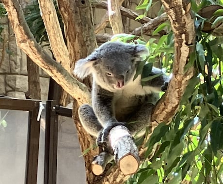 可愛い動物を見て癒やされます イメージ1