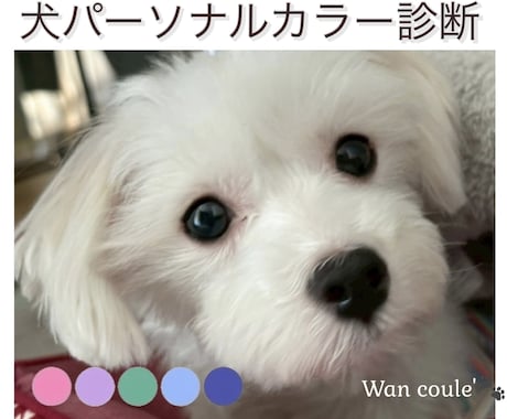 ペット（犬専門）パーソナルカラー診断します 犬パーソナルカラー診断の資格者が愛犬の魅力を色で引き出します イメージ1