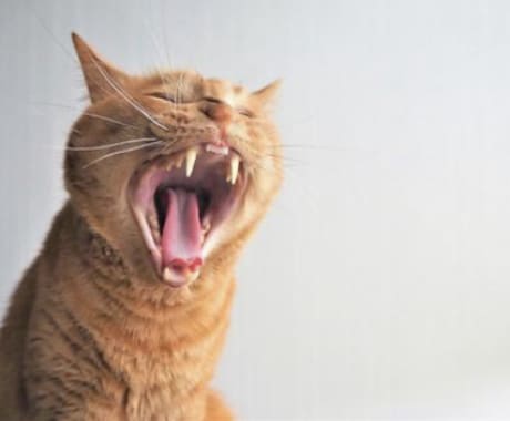 罵倒活！一緒に悪口を言いまくりスッキリさせます 共有して頂いたモヤモヤを一緒に罵倒し、背負い投げ～！ イメージ1