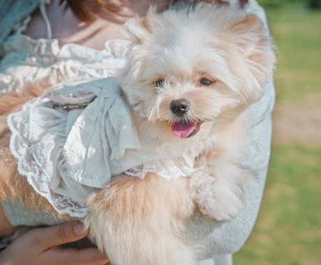 犬【SNS掲載なし】わんちゃんのお写真撮影します 何気ない毎日を、かけがえのないキヲクに。 イメージ2