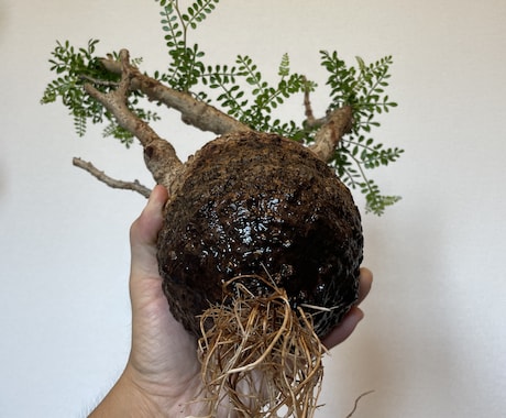 塊根植物のはじめかたをお伝えします 塊根植物(パキプスなど)を育てるための第一歩をサポートします イメージ1