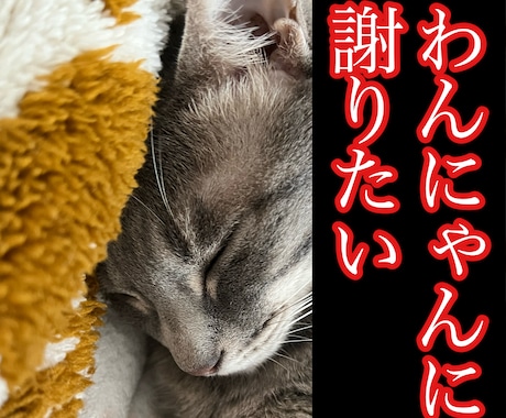 わんにゃんに謝りたい　聞きたい事伝えたい事承ります 保護犬猫と暮らす霊視占い師が、わんにゃんと魂のセッション イメージ2