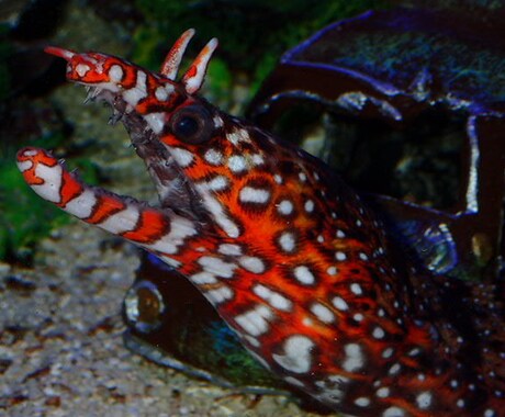 熱帯魚海水魚の飼育相談承ります アクアリウム歴20年以上の元アクアショップ店員アドバイザー イメージ1